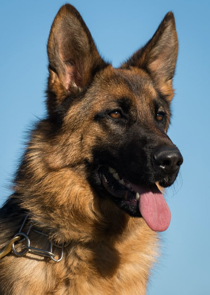Female German Shepherd Dog